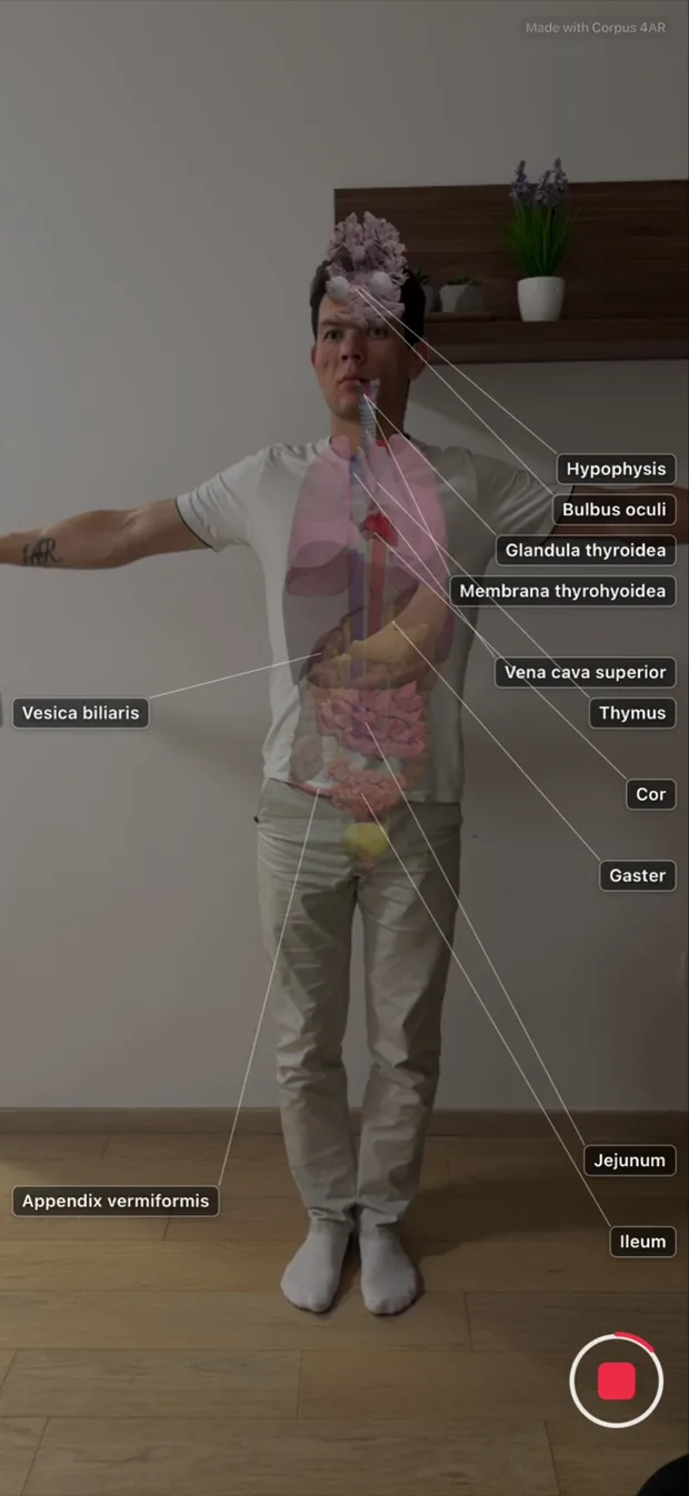 The organs layer on a standing person, with Latin labels for the thyroid gland, superior vena cava, heart, stomach, gallbladder, jejunum and appendix.
