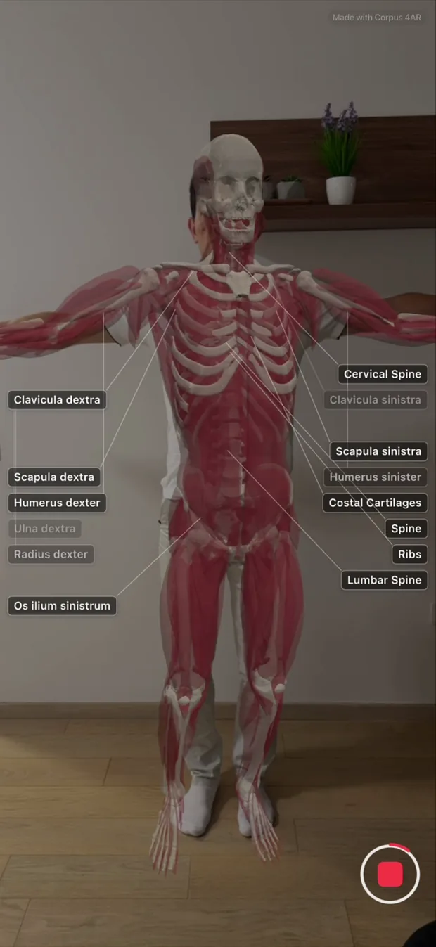 Bones and muscles shown together on a standing person: the skeleton in bone white with red musculature layered over it, labelled with a mix of Latin bone names and English group names such as Cervical Spine and Costal Cartilages.